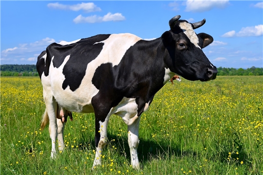 По Красночетайскому району 1636 хозяйств получили более 10,3 млн рублей субсидии на содержание 3000 коров