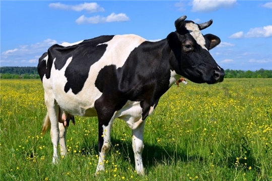 Субсидии гражданам на содержание коров