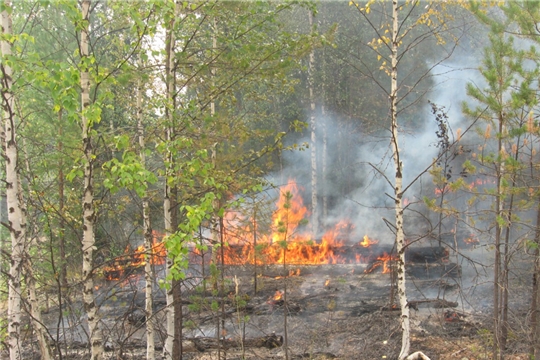 Несмотря на похолодание в чувашских лесах сохраняется высокая пожароопасность