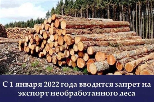 В России с 2022 года запрещен экспорт необработанной древесины