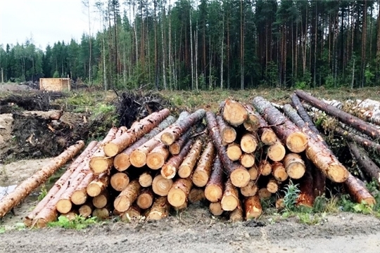 Запрет на экспорт необработанной древесины может коснуться деятельности 4 тысяч организаций
