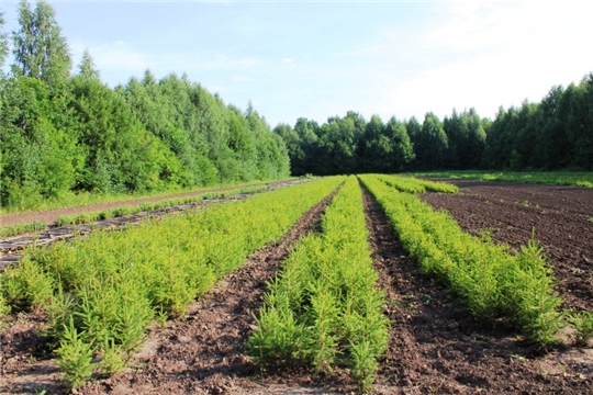 В Чувашской Республике высадили более 2,2 миллионов сеянцев для восстановления лесов