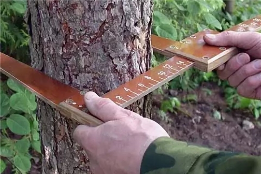В Марпосадском лесничестве проводятся работы по отводу лесосек под выборочные рубки