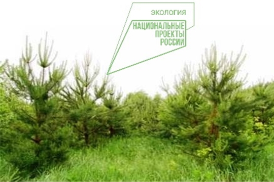 Лесоводственный уход в Чебоксарском лесничестве в 2021 году