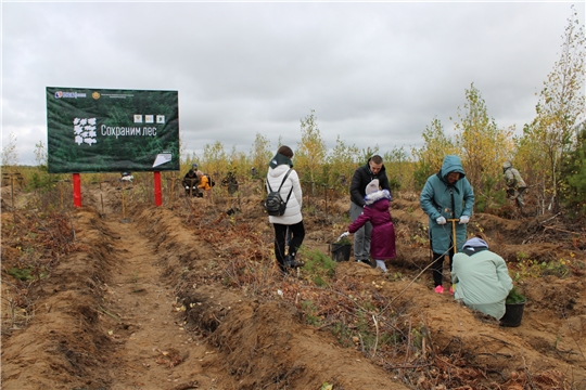 Всероссийская акция «Сохраним лес» в Чувашской Республике стала доброй традицией