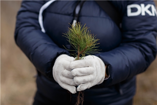 При поддержке Минприроды Чувашии волонтеры Чувашского отделения Сбербанка высадили 10 тысяч новых деревьев в Заволжье