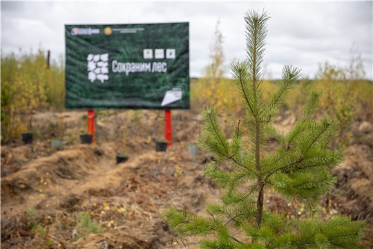 В Минприроды Чувашии подвели промежуточные итоги Всероссийской акции «Сохраним лес»