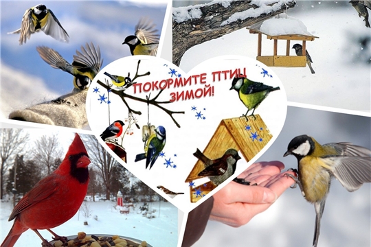 В Чувашии стартует конкурс «Покорми птиц зимой – они послужат тебе весной»