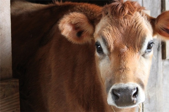 13,6 тысяч граждан Чувашии, ведущих личное подсобное хозяйство, получили субсидии на содержание 19 787 коров