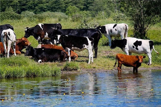 22 400 селян Чувашии получили господдержку на содержание коров