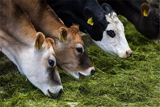 Лучшие практики региональной поддержки молочного скотоводства обсудили в Минсельхозе России