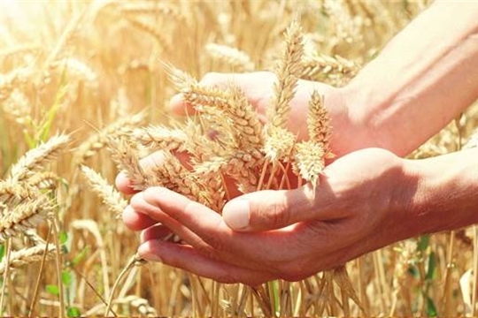 В хозяйствах республики намолочено более 500 тыс. тонн зерна