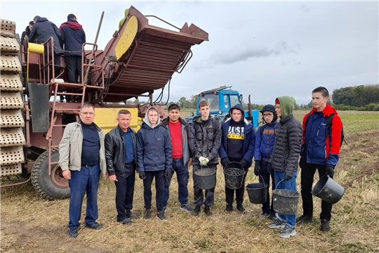 На полях Цивильского аграрно-технологического техникума продолжается уборка картофеля