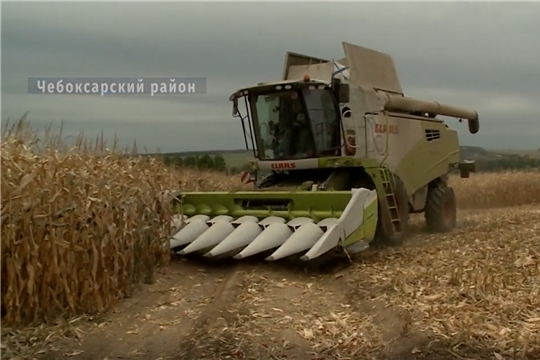 В Чебоксарском районе идет уборка кукурузы