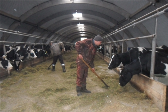 Фермеры Канашского района готовятся к зимовке скота