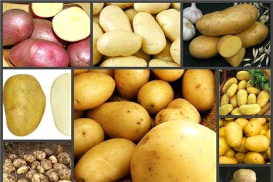 Производство элитного семенного картофеля отечественной селекции к 2025 году достигнет 18 тыс. тонн