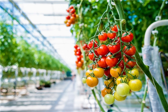 С начала года в России собрано более 1,1 млн тонн тепличных овощей