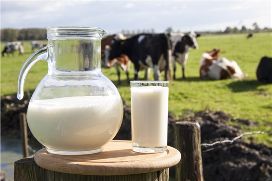 В Чувашской Республике увеличился средний надой молока на одну корову
