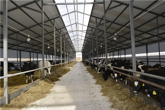 В хозяйствах Яльчикского района продолжаются смотры готовности животноводческих помещений к зимовке скота