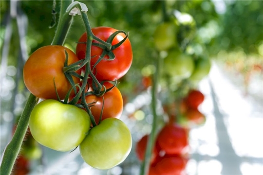 Объем урожая овощей в тепличных комплексах республики превышает прошлогодние показатели на 34%