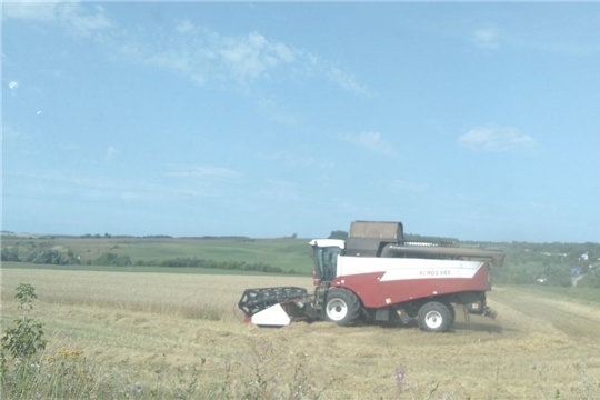 В сельскохозяйственных предприятиях Моргаушского района продолжается уборка зерновых и зернобобовых культур
