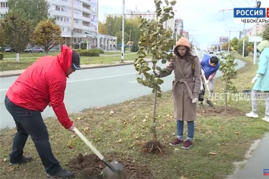 На проспекте М. Горького в Чебоксарах высадили липы