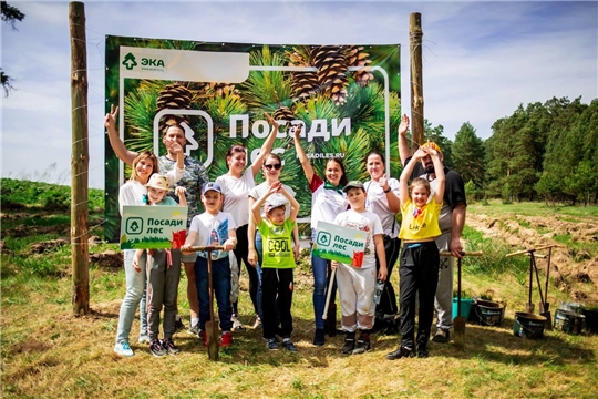 По итогам конкурса волонтерских посадок было восстановлено 13,5 гектаров леса