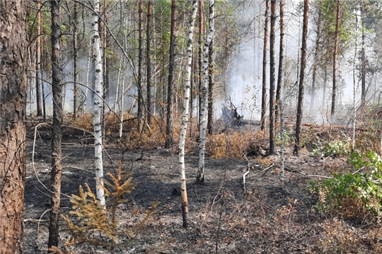 Природоохранной прокуратурой установлена причина пожара в заповеднике «Присурский»