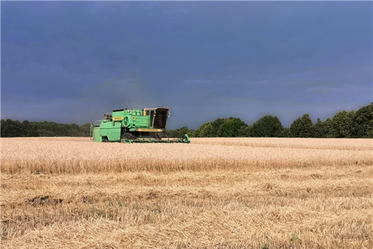 В Порецком районе убрано более 77 процентов зерновых и зернобобовых культур