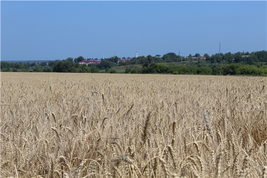 Порецкие аграрии близки к завершению уборки зерновых и зернобобовых культур