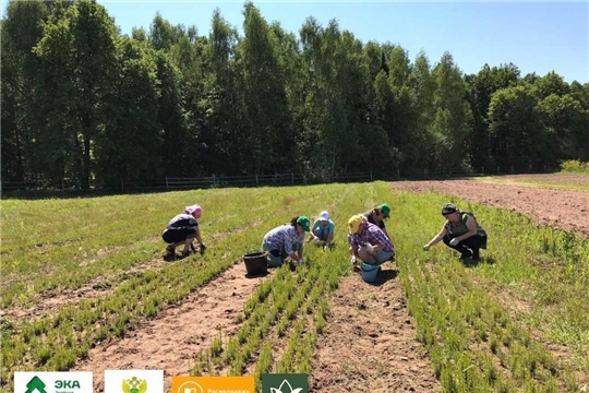 «Посади лес» приглашает россиян пройти Школу лесных волонтеров