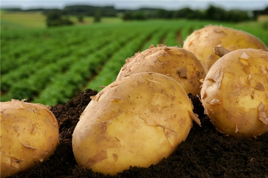 В Чувашской Республике упразднены карантинные фитосанитарные зоны по золотистой картофельной нематоде на площади 8,28 га