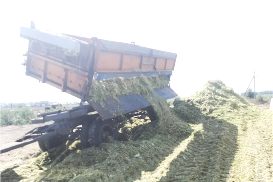 В Шемуршинском районе начали уборку и заготовку кукурузы на силос