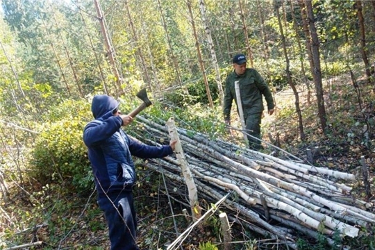 В Шемуршинском лесничестве выполнено 64% от объема доведенного государственного задания по отводу и таксации лесосек