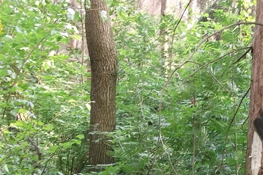Шемуршинское лесничество завершает работы по отводу и таксации лесосек под рубки спелых и перестойных лесных насаждений