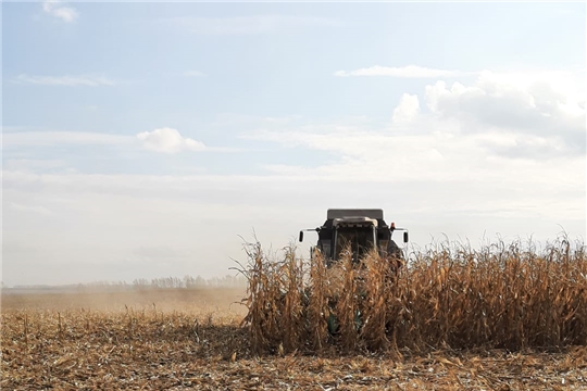 В Шемуршинском районе завершается уборка зерновых и зернобобовых культур