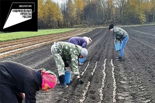 В Шемуршинском лесничестве провели осенний посев желудей дуба и семян липы