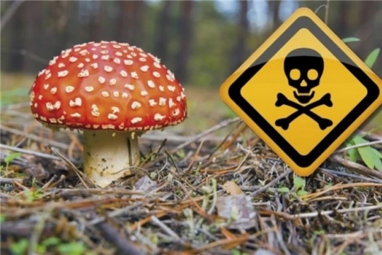 Отравления грибами составляют 10% всех пищевых отравлений