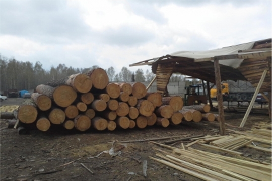 В Шумерлинском районе завершено расследование уголовного дела по факту травмирования работника в ходе проведения лесозаготовительных работ