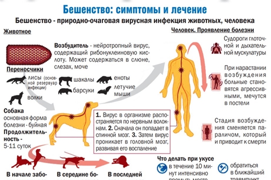 К всемирному дню борьбы против бешенства.