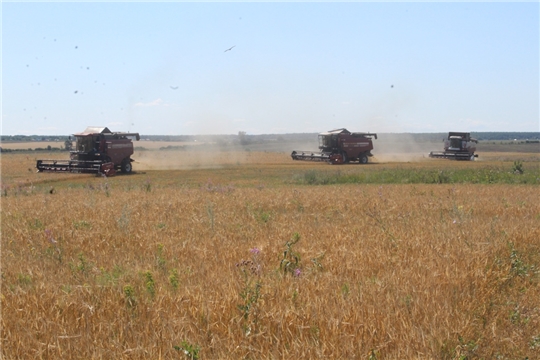 На полях Урмарского района активными темпами идёт жатва  зерновых культур