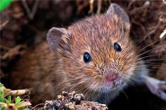 Мыши угрожают посевам