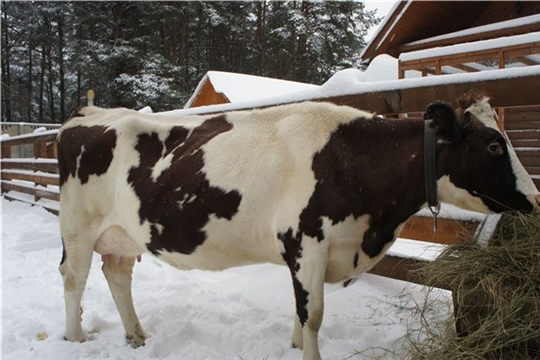 В эти дни в деревнях Тегешево, Козыльяры и Новое Муратово Тегешевского сельского поселения коровье молоко закупается по цене 21 рубль за 1 литр, что на 1 рубль дороже от предыдущей цены