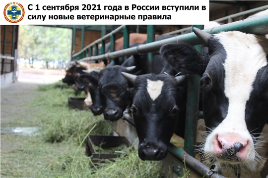 С 1 сентября 2021 года в России вступили в силу новые ветеринарные правила