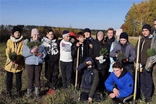 Посадка саженцев кедра в рамках национального проекта