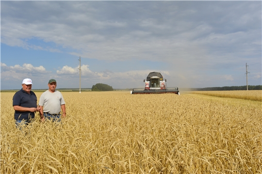 Труженики полей ООО "АСК-Яльчики" и СХПК "Труд" приблизились к финишной прямой уборки зерновых культур