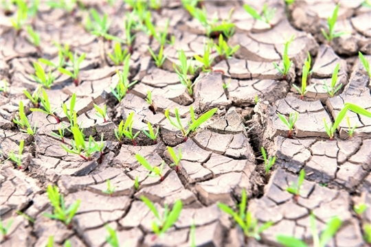 В Батыревском, Комсомольском, Шемуршинском и Яльчикском районах зафиксирована почвенная засуха