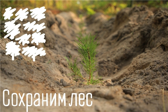 Всероссийская осенняя акция «Сохраним лес»