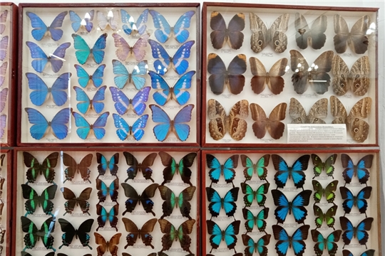Приглашаем на открытие выставки «Жуки и бабочки мира»