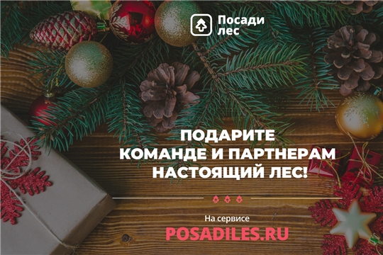 В честь Нового года россиян приглашают подарить стране 100 тысяч ёлок